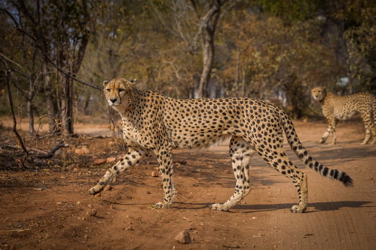 048 Tshukudu Private Game Reserve, jachtluipaarden.jpg